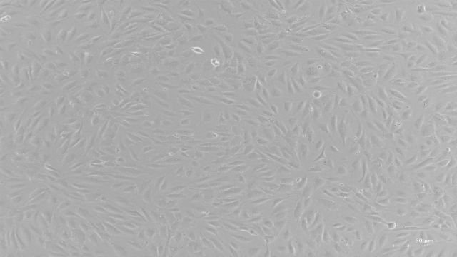 关节软骨细胞细胞 无锡菩禾生物医药技术供应