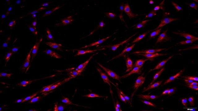 胚胎成纤维细胞细胞询问报价 无锡菩禾生物医药技术供应