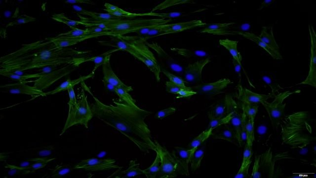 海绵体平滑肌细胞细胞供应商家