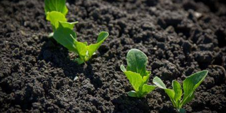 安徽污泥生物质炭技术的应用