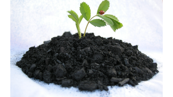 河南树苗生物质炭怎么培养,生物质炭