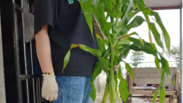 江蘇植物同位素標記秸稈怎么制作 歡迎來(lái)電 南京市智融聯(lián)科技供應