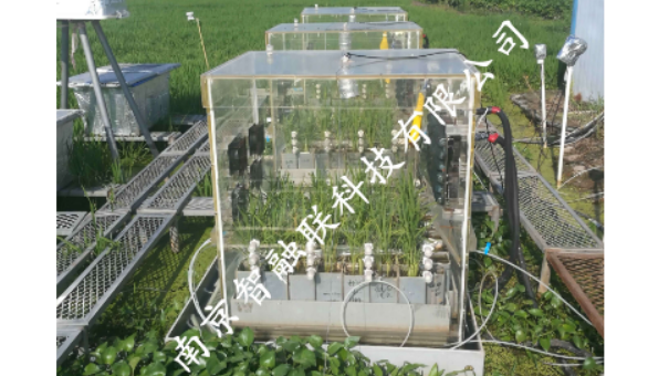 天津小麦C13稳定同位素标记秸秆怎么培养,同位素标记秸秆