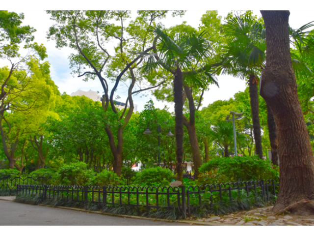 崇明区庭院绿化养护浇水 欢迎咨询 上海市稚春绿化养护供应