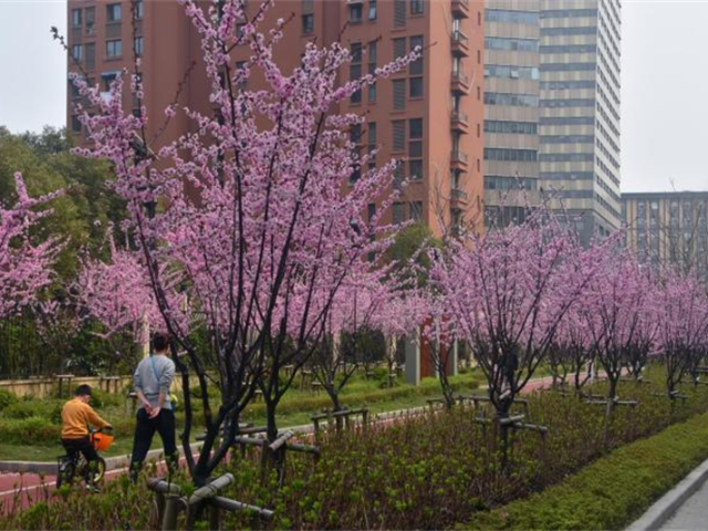 黄浦区别墅绿化工程施工队 推荐咨询 上海市稚春绿化养护供应