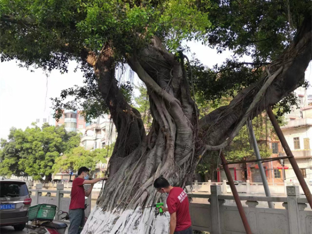 東城街道滅蟑螂價格 廣東三鼎物業(yè)管理供應(yīng)