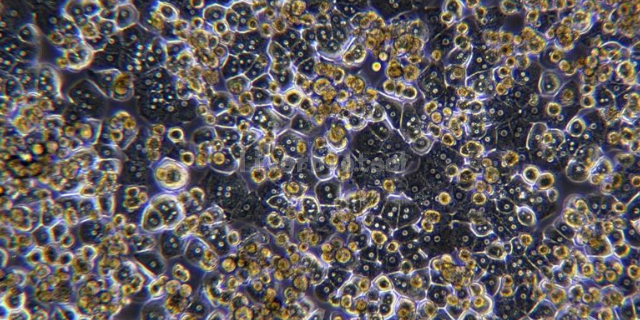 江苏鸡原代肝细胞图片,原代肝细胞