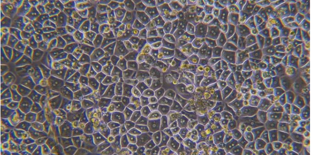 江苏鸡原代肝细胞图片,原代肝细胞
