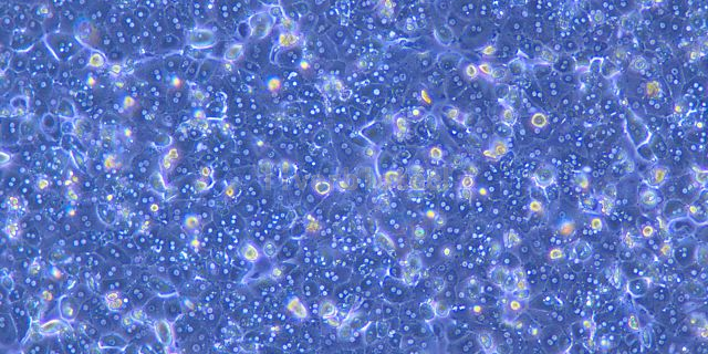 江苏比格犬原代肝细胞培养基
