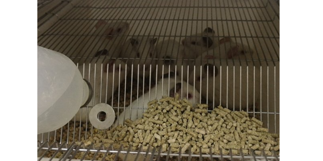 福建实验白化豚鼠供应
