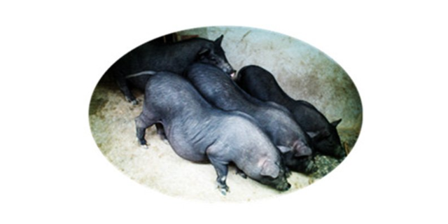 贵州实验用杜洛克猪代养,实验动物
