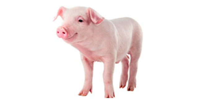 贵州实验用环江小型猪繁育,实验动物