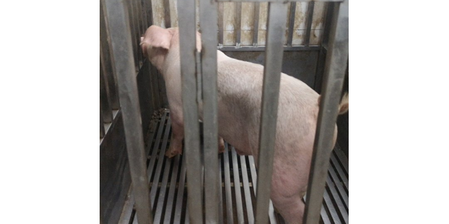 天津实验小型猪寄养
