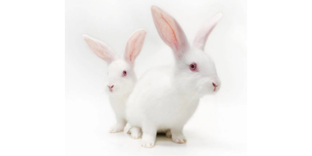 重庆实验日本大耳兔销售