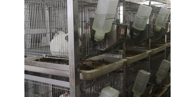 重庆实验小型猪代养公司,实验动物