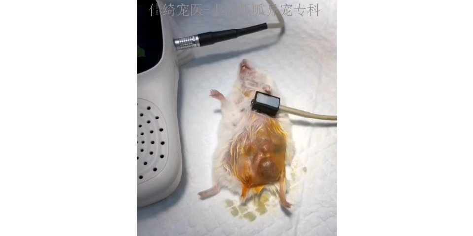 猴子低血压 上海佳绮宠物服务医疗供应
