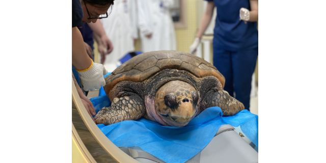 上海野生乌龟呱呱动物医院,宠物医疗