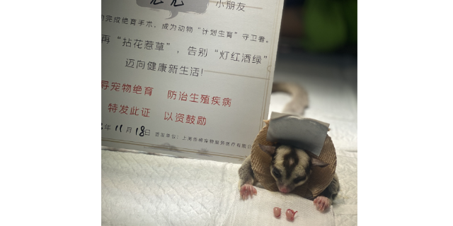 鼠类体内驱虫呱呱动物医院,宠物医疗