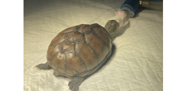 上海烏龜膀胱結石,寵物醫療