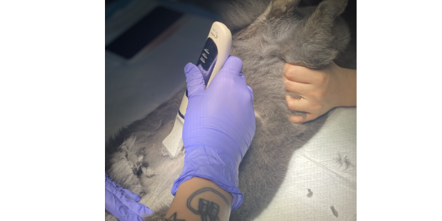 兔斜颈眩晕呱呱动物医院,宠物医疗