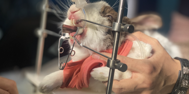 上海啮齿类土拨鼠呱呱动物医院,宠物医疗