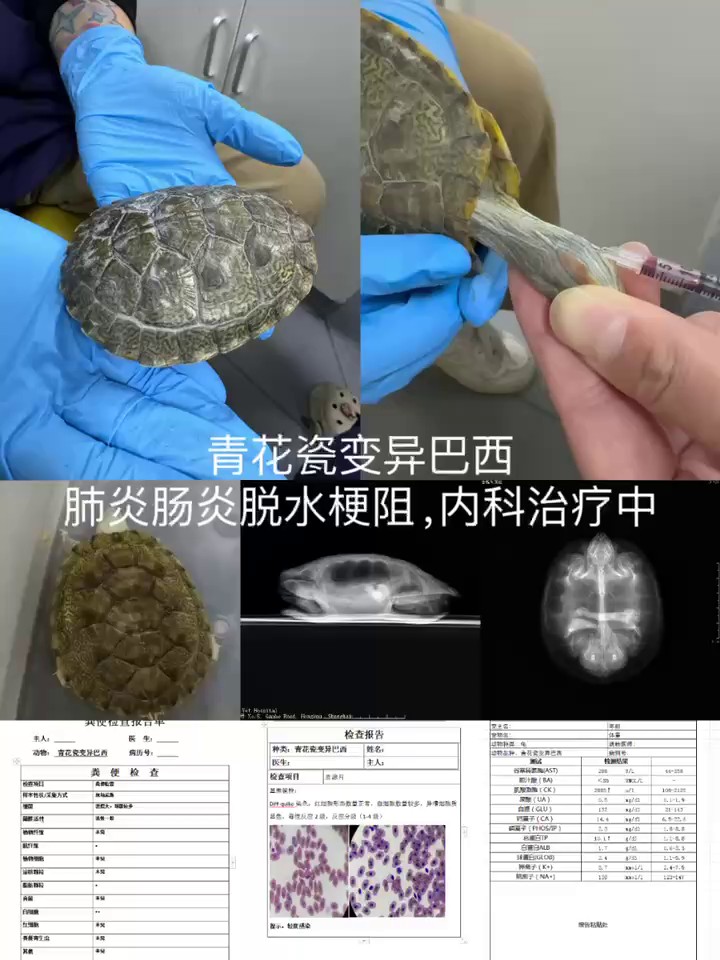 乌龟膀胱结石呱呱动物医院,宠物医疗