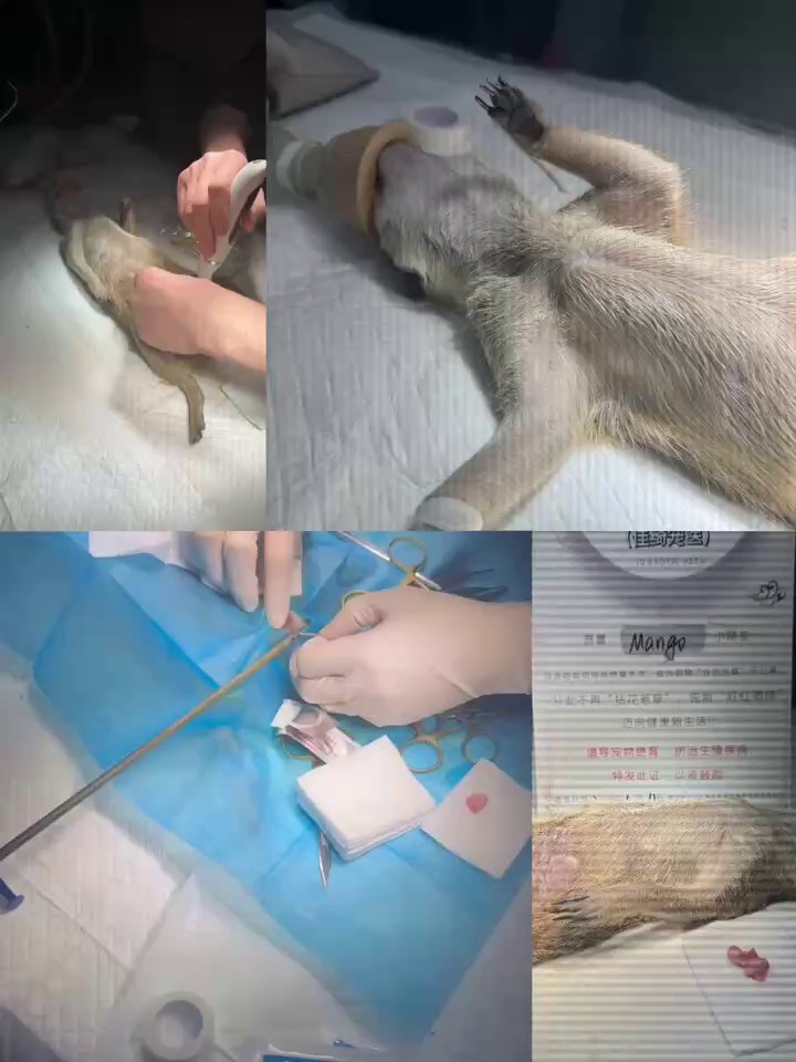 上海爬虫B超,宠物医疗