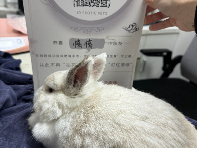 上海兔子异宠商店价位 上海佳绮宠物服务医疗供应