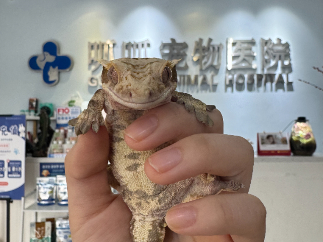 上海爬虫异宠服务价格 上海佳绮宠物服务医疗供应