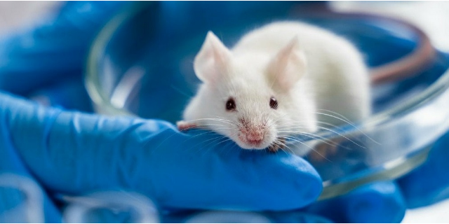 南京生物外包公司 服務(wù)為先 南京英瀚斯生物科技供應(yīng)