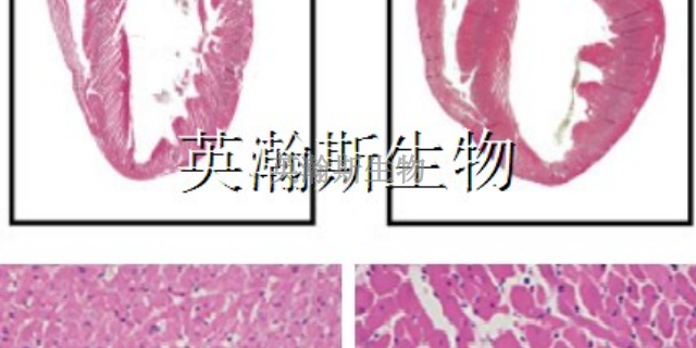 贵州靠谱的生物外包公司