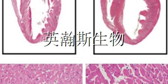 南京推薦的生物外包公司 值得信賴 南京英瀚斯生物科技供應(yīng)