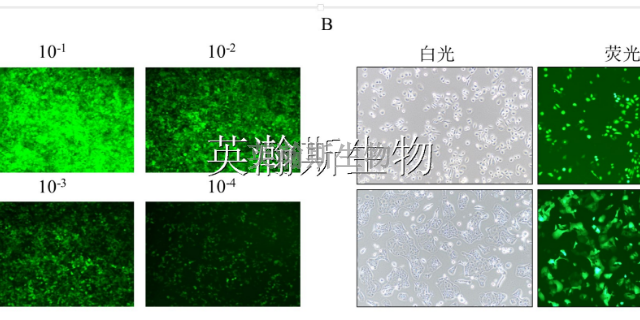 南京比较好的生物外包公司 服务为先 南京英瀚斯生物科技供应