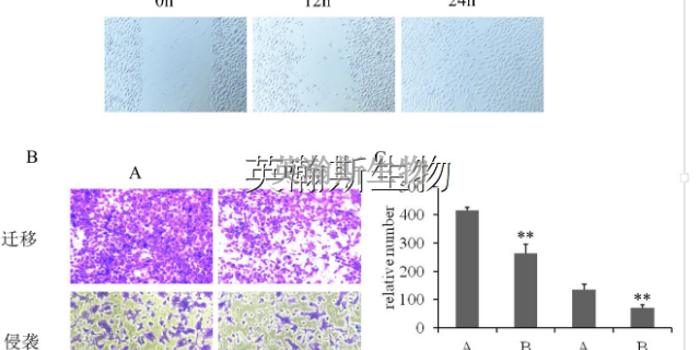 南京市比较好的生物外包公司