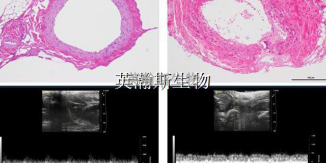 南京哪里有生物外包公司有哪些 服务为先 南京英瀚斯生物科技供应