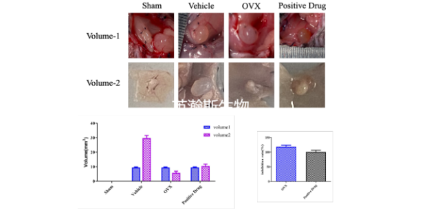 上海子宮內(nèi)膜異位癥模型哪家口碑好 來電咨詢 南京英瀚斯生物科技供應(yīng)