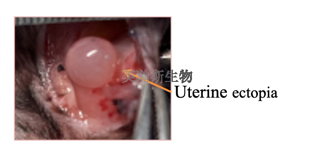 推荐的子宫内膜异位症模型动物实验外包