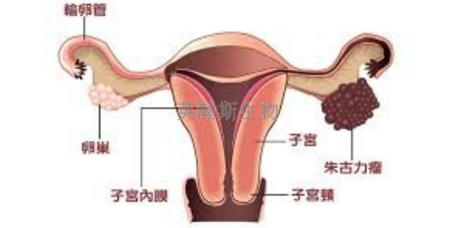 陜西小鼠子宮內膜異位癥模型造模方法