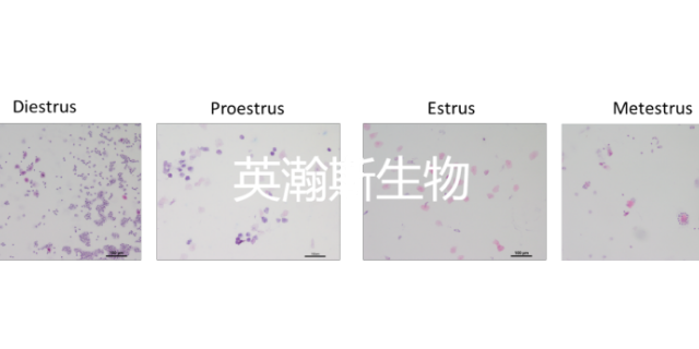 上海推荐的子宫内膜异位症模型如何构建 欢迎咨询 南京英瀚斯生物科技供应