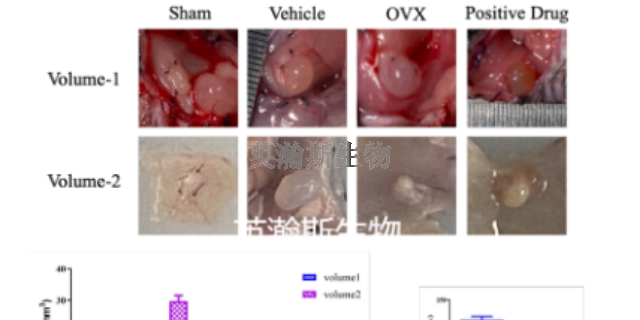 上海子宫内膜异位症模型实验外包,子宫内膜异位症模型