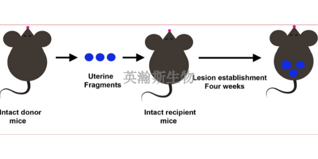 青海小鼠子宫内膜异位症模型,子宫内膜异位症模型