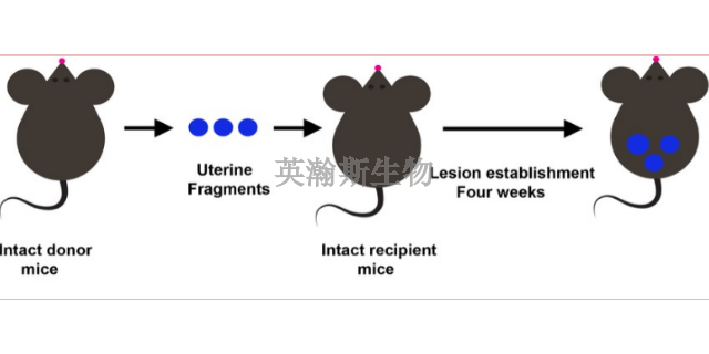 广西靠谱的子宫内膜异位症模型