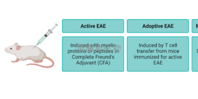 吉林小鼠eae模型有哪家,eae模型