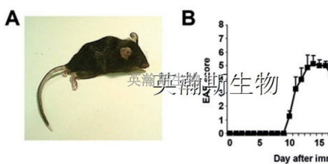 海南哪里有eae模型動物實驗外包