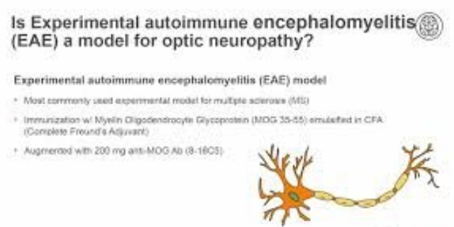 四川專業(yè)的eae模型有哪家 歡迎來電 南京英瀚斯生物科技供應(yīng)