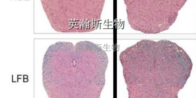 河北小鼠eae模型动物实验外包