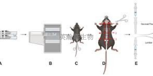 內(nèi)蒙古小鼠eae模型造模方法,eae模型