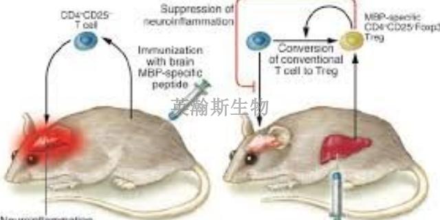 江蘇哪里有eae模型動物實驗外包