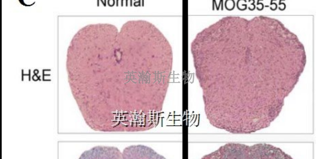 西藏比较好的eae模型动物实验外包