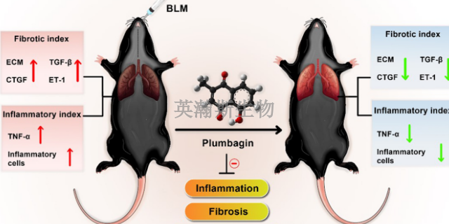 青海小鼠肺纖維化模型如何構(gòu)建,肺纖維化模型
